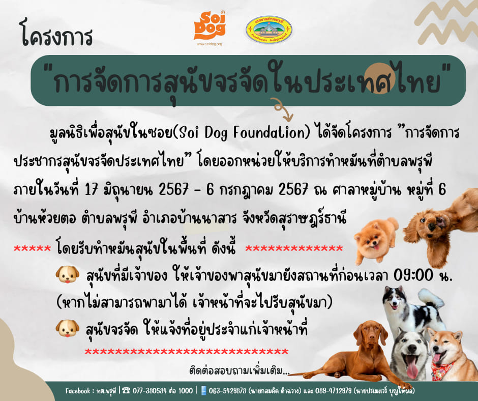 ขอประชาสัมพันธ์... #โครงการการจัดการสุนัขจรจัดในประเทศไทย
ด้วยมูลนิธิเพื่อสุนัขในซอย (Soi Dog Foundation) ได้จัดโครงการ การจัดการประชากรสุนัขจรจัดประเทศไทย” โดยออกหน่วยที่ตำบลพรุพี  ในวันที่ 17 มิถุนายน 2567 - 6 กรกฎาคม 2567  ณ  ศาลาหมู่บ้าน หมู่ที่ 6 บ้านห้วยตอ ตำบลพรุพี อำเภอบ้านนาสาร จังหวัดสุราษฎร์ธานี
โดยรับทำหมันในพื้นที่ ดังนี้
- สุนัขที่มีเจ้าของ ให้เจ้าของพาสุนัขมายังสถานที่ดังกล่าวก่อนเวลา 09  00 น. (หากไม่สามารถพามาได้ เจ้าหน้าที่จะไปรับสุนัขมา)
- สุนัขจรจัด ให้แจ้งที่อยู่ประจำแก่เจ้าหน้าที่
เทศบาลตำบลพรุพี จึงขอประชาสัมพันธ์ให้ประชาชนที่สนใจเข้าร่วม โครงการ การจัดการสุนัขจรจัดในประเทศไทย พาสุนัขที่มีเจ้าของ หรือไม่มีเจ้าของมาทำหมันได้ตามวัน เวลา และสถานที่ที่ระบุไว้ข้างต้น